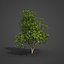 Collection Banyan PBR 2021 -Ficus Benghalensis