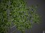 Collection Banyan PBR 2021 -Ficus Benghalensis