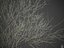 Collection Banyan PBR 2021 -Ficus Benghalensis