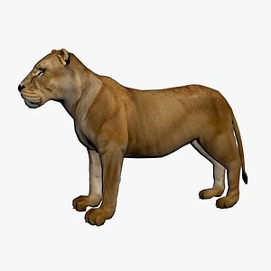 3D Lioness