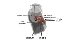 Male Body Parts model