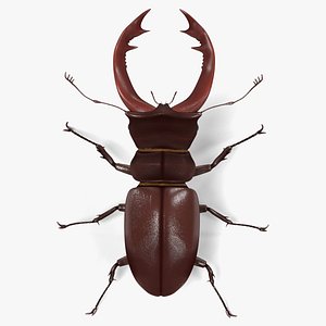 3d model lucanus cervus beetle