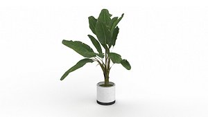 White Bird of Paradise 3D
