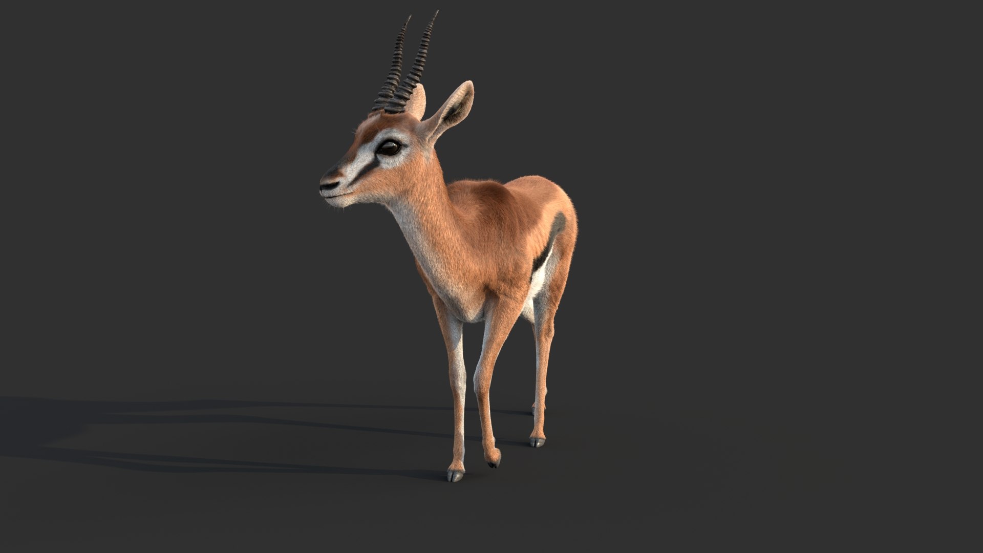 Gazelle 2 FUR 3D model https://p.turbosquid.com/ts-thumb/2x/gc3ae9/2h/gazelled/jpg/1766165500/1920x1080/fit_q87/e03fb0ab1887729b1f9256b3911658cbec6ed266/gazelled.jpg