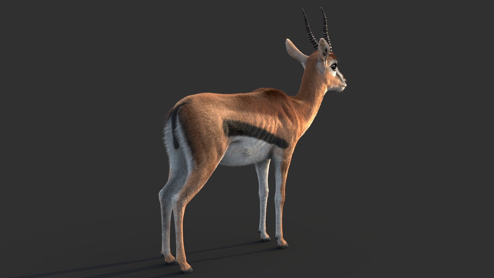 Gazelle 2 FUR 3D model https://p.turbosquid.com/ts-thumb/2x/gc3ae9/MM/gazelleh/jpg/1766165502/1920x1080/fit_q87/a7241d85f788a6103492ff05522fcfa21a78acc2/gazelleh.jpg