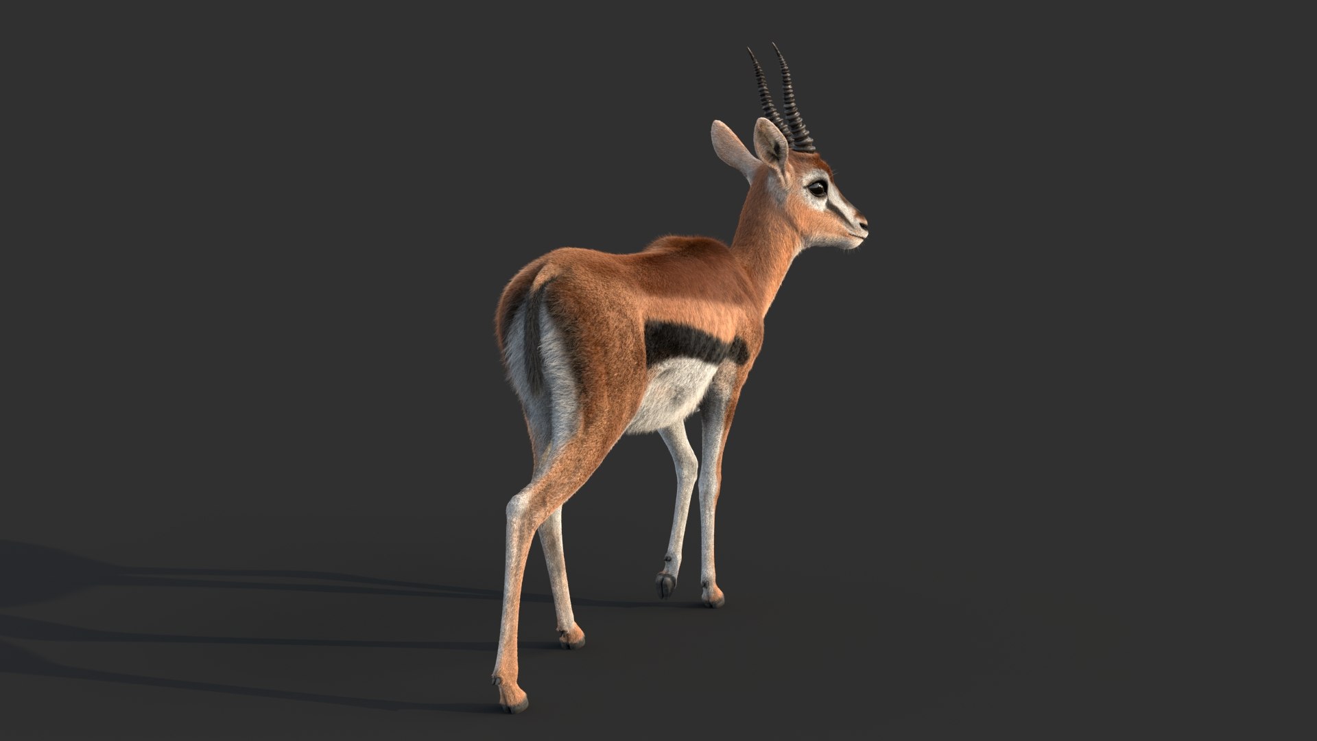 Gazelle 2 FUR 3D model https://p.turbosquid.com/ts-thumb/2x/gc3ae9/f1/gazellee/jpg/1766165502/1920x1080/fit_q87/436ae3867e43be4e29566aa429dd4e851332a712/gazellee.jpg