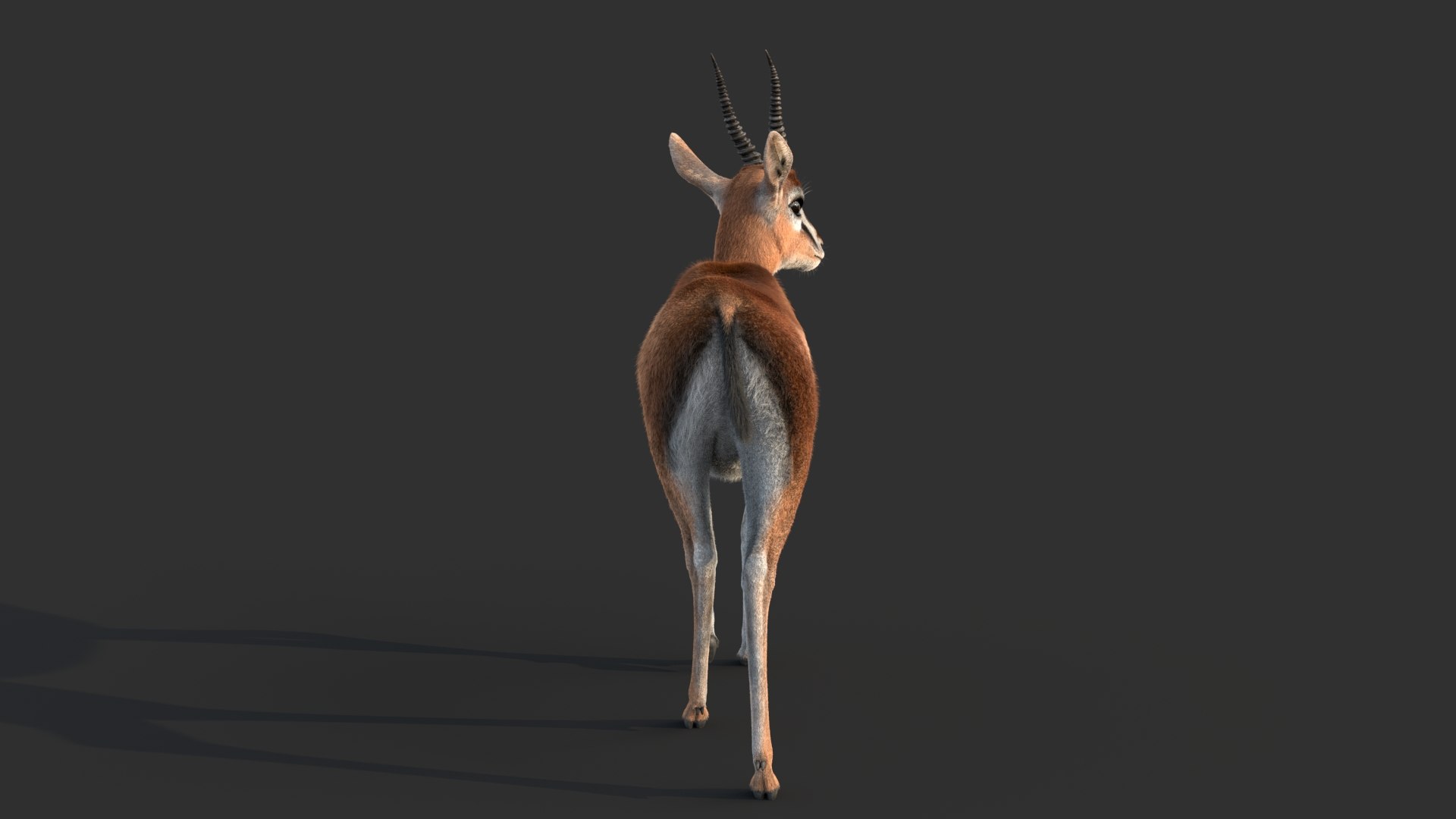 Gazelle 2 FUR 3D model https://p.turbosquid.com/ts-thumb/2x/gc3ae9/fg/gazelleb/jpg/1766165498/1920x1080/fit_q87/55a7a26849c85fbe3010c9daf3db8578aa318e5c/gazelleb.jpg