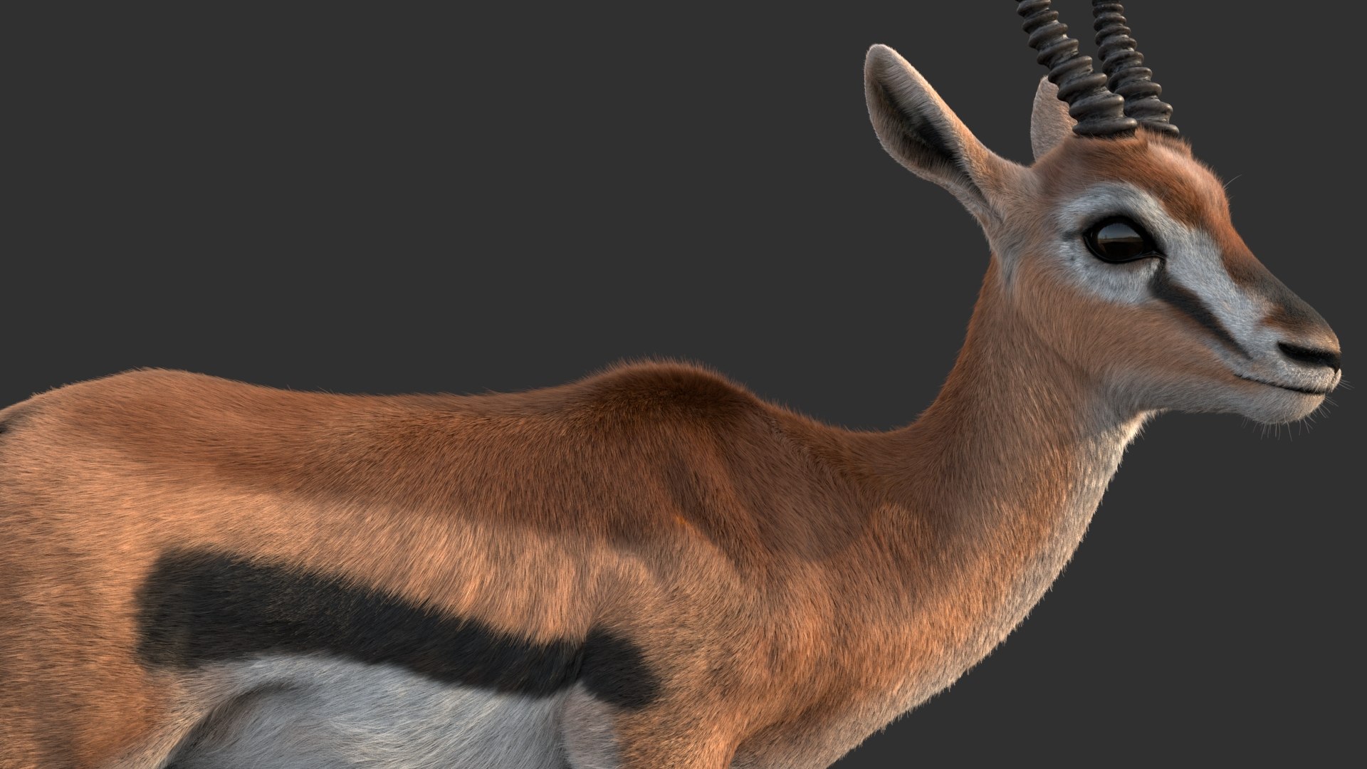 Gazelle 2 FUR 3D model https://p.turbosquid.com/ts-thumb/2x/gc3ae9/nC/gazelle02/jpg/1766165497/1920x1080/fit_q87/be85c5e7df478af8d7543e72e7777cc40ceccd93/gazelle02.jpg