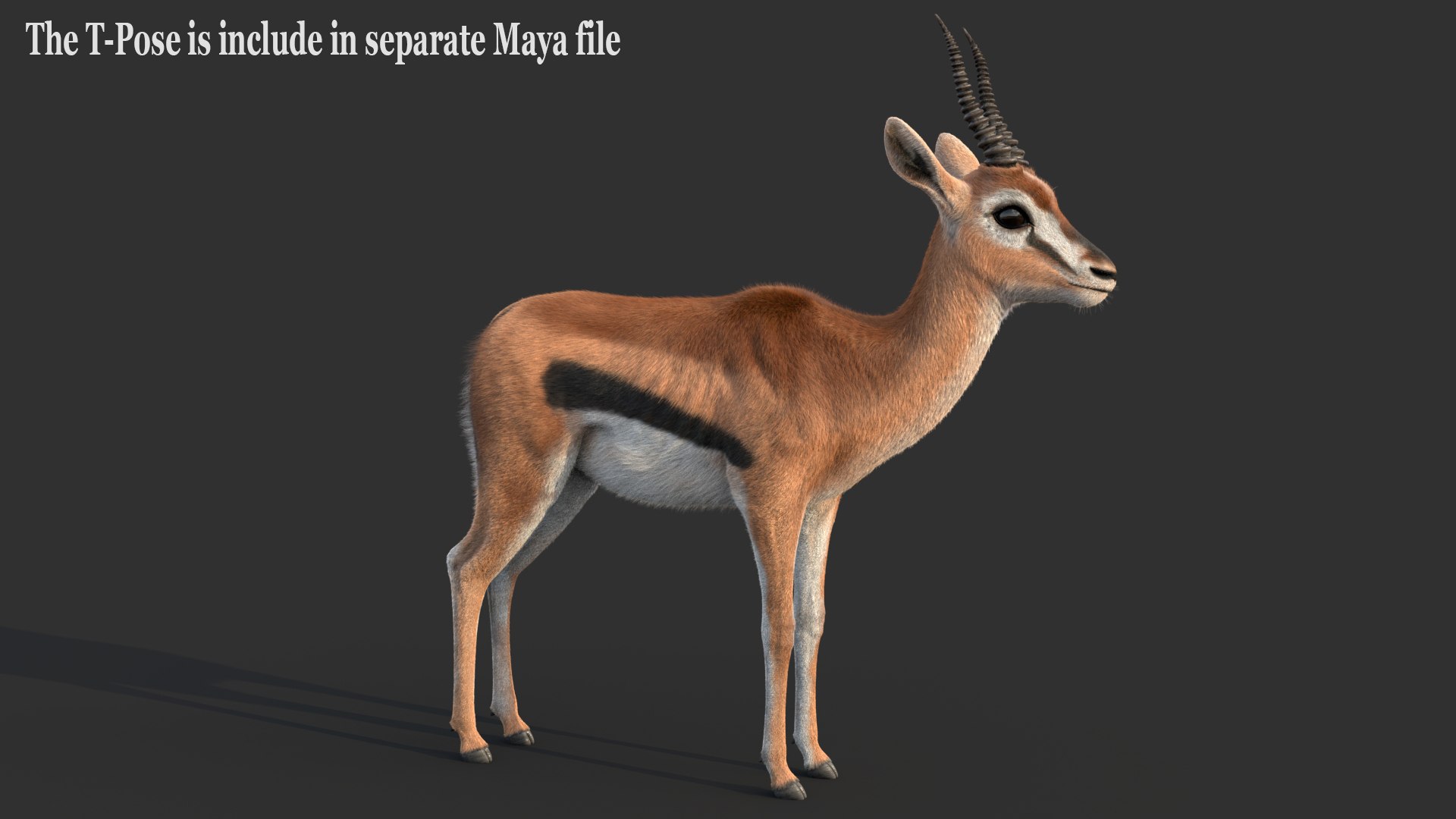 Gazelle 2 FUR 3D model https://p.turbosquid.com/ts-thumb/2x/gc3ae9/qJ/gazelleg/jpg/1766165501/1920x1080/fit_q87/56a7c6e60498a223b4364a9aa16322c36f149655/gazelleg.jpg
