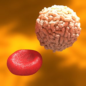 Red White Blood Cells Leukocyte Erythrocyte