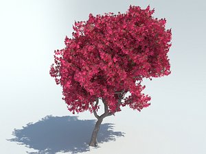 bougainvillea