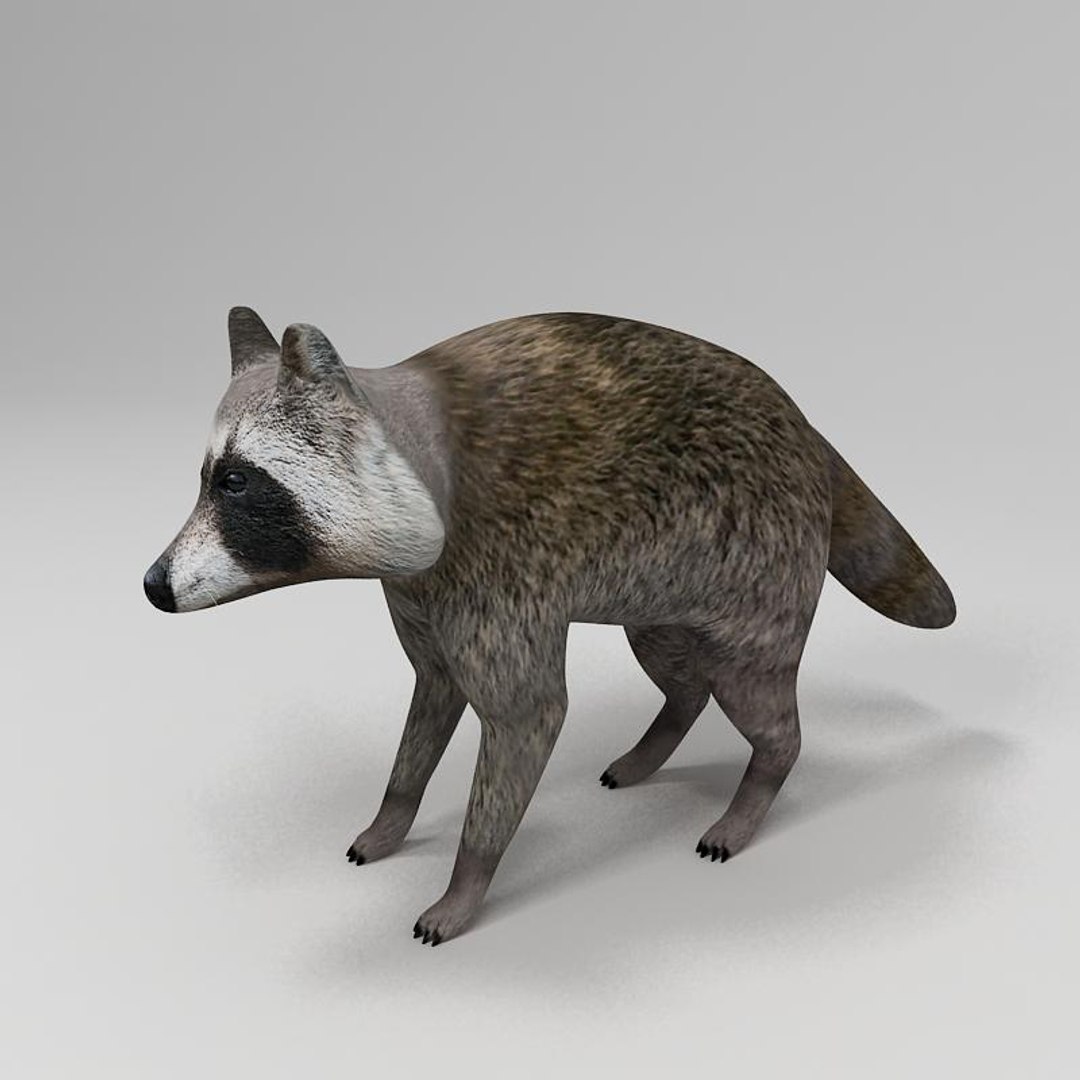3dsmax Animals Raccoon Coon