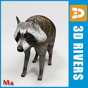 3dsmax animals raccoon coon