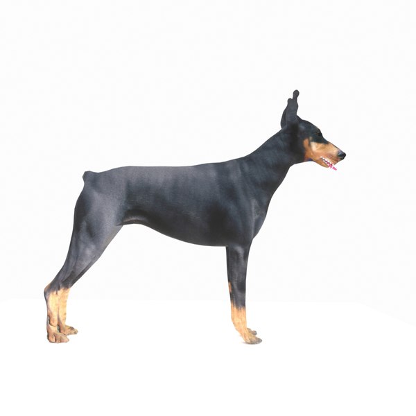 Doberman vs German Shepherd: how do they differ? How are they similar?