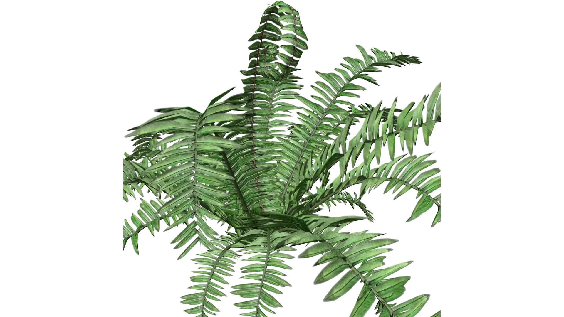 3D Boston Fern Plant - 01 - Model - TurboSquid 2372556