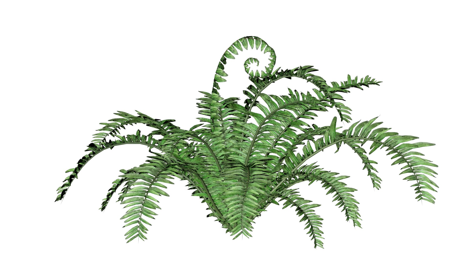 3D Boston Fern Plant - 01 - Model - TurboSquid 2372556