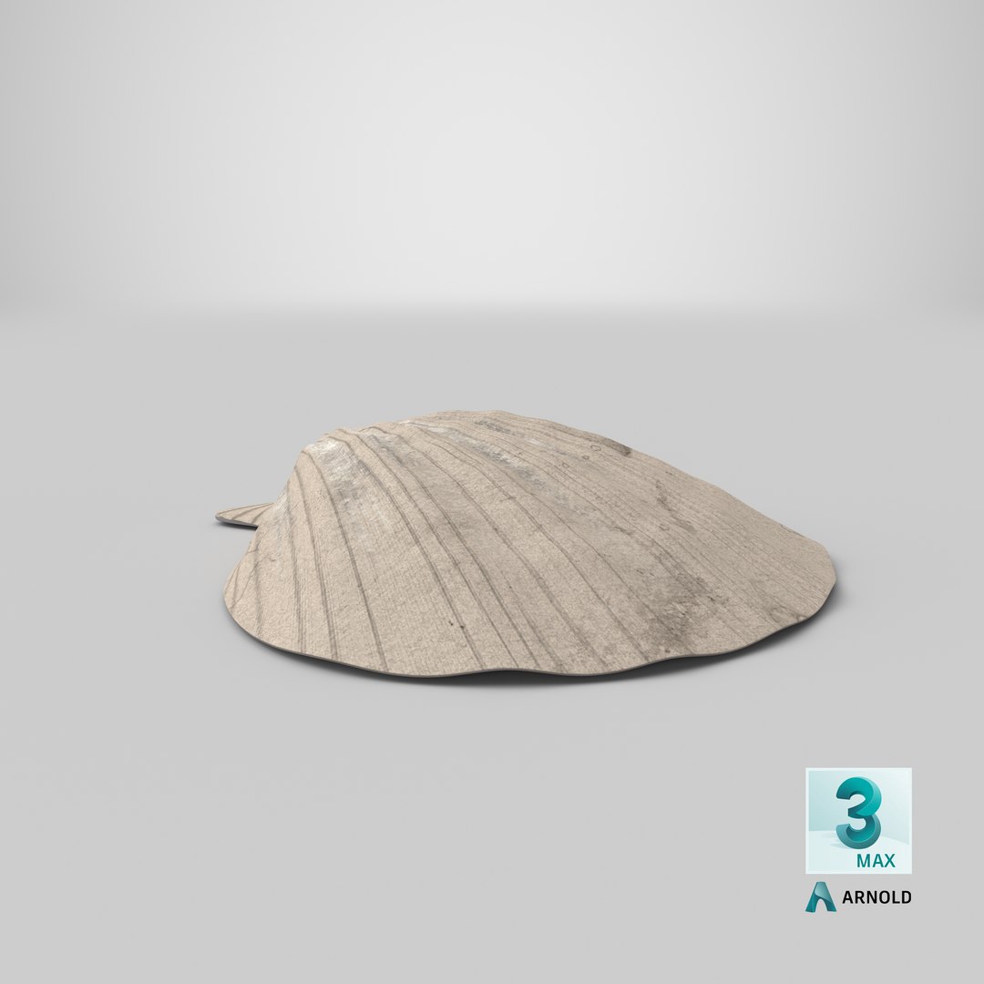 seashell real model https://p.turbosquid.com/ts-thumb/2y/2tyHC2/EhErTxP1/stemcell_max_arnold_render/png/1600156950/1920x1080/fit_q87/40be04d7d19a1ff447257ce15d241952949aa6cb/stemcell_max_arnold_render.jpg