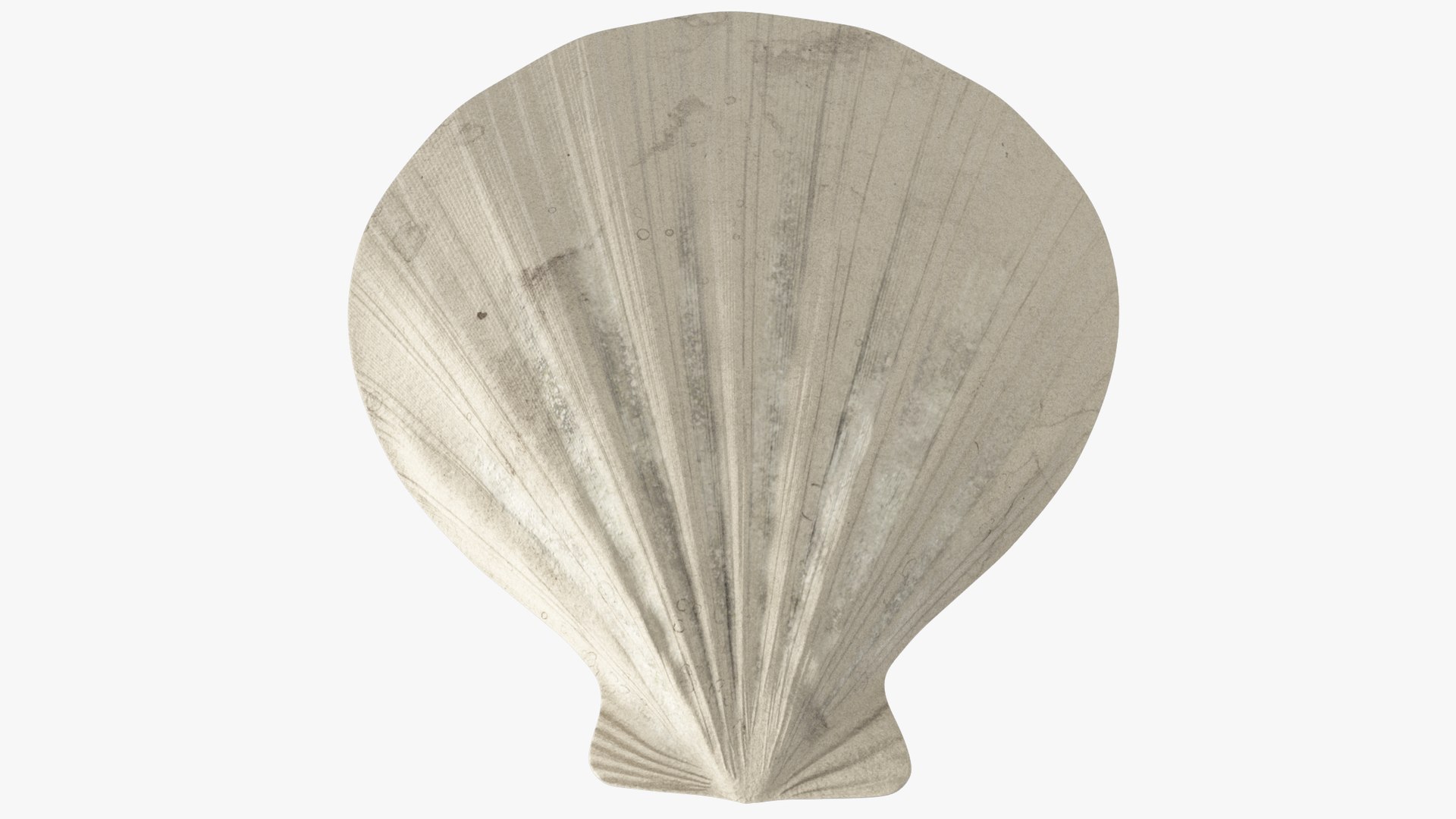 seashell real model https://p.turbosquid.com/ts-thumb/2y/2tyHC2/KY7qWq0r/004_006copy/png/1600024714/1920x1080/fit_q87/ff0e2d29124e7426543e5177ad3e9151d366aee3/004_006copy.jpg