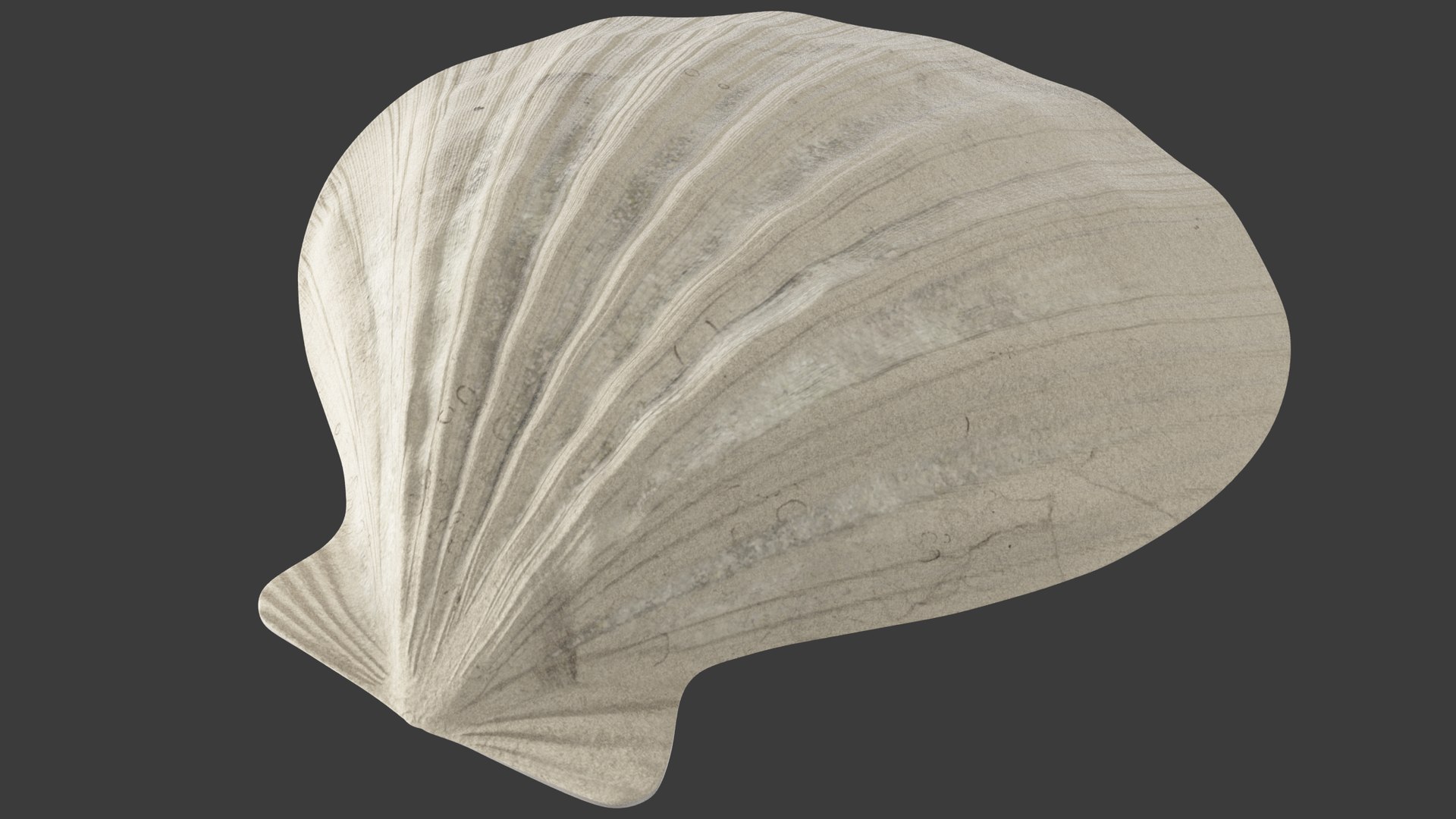 seashell real model https://p.turbosquid.com/ts-thumb/2y/2tyHC2/MWAr7owx/002/png/1600024681/1920x1080/fit_q87/4bd7bf86c0c9d79115ad86240e90c95b7f628400/002.jpg
