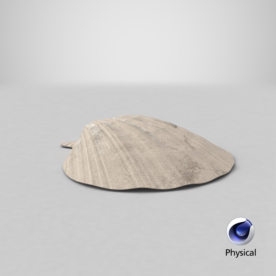 seashell real model https://p.turbosquid.com/ts-thumb/2y/2tyHC2/PtiIIjCx/stemcell_cinema_4d_physical_render/png/1600156937/1920x1080/fit_q87/51224f07378aa6d23756d1da28e685176a5bdf35/stemcell_cinema_4d_physical_render.jpg