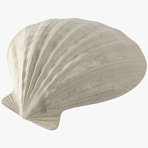 seashell real model