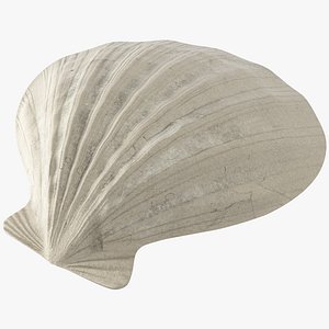 Seashell V2