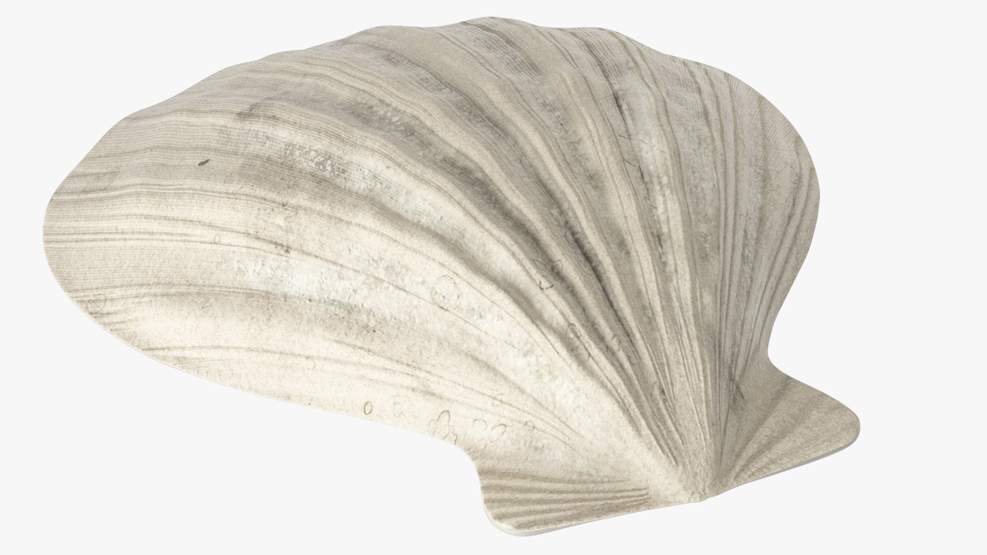 seashell real model https://p.turbosquid.com/ts-thumb/2y/2tyHC2/gZrNFyx1/004_005copy/png/1600024714/1920x1080/fit_q87/645882724d4ed844cd319db7da2b10e0aba783b5/004_005copy.jpg