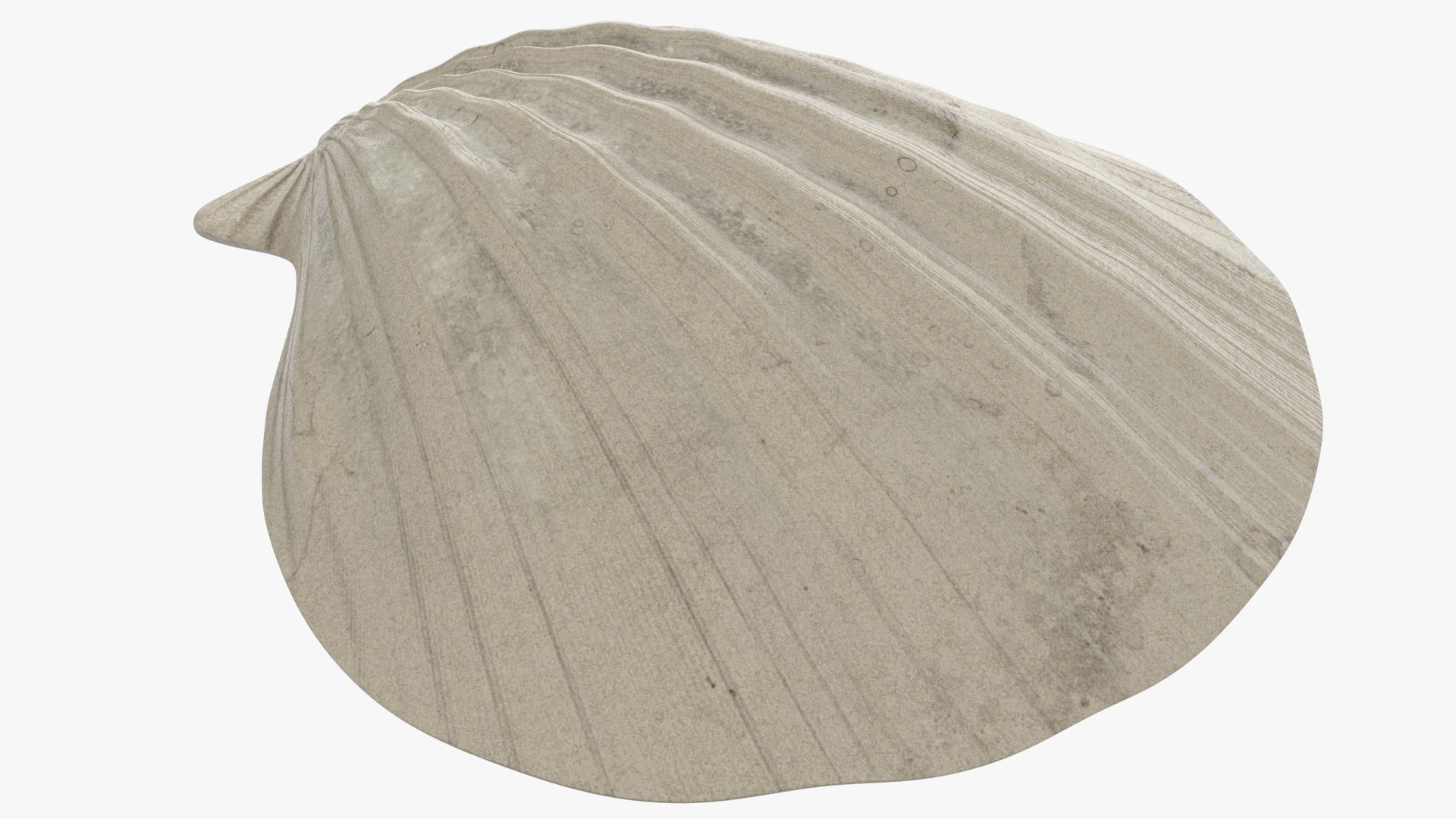 seashell real model https://p.turbosquid.com/ts-thumb/2y/2tyHC2/wyrSWxxY/004_002copy/png/1600024714/1920x1080/fit_q87/d440fb7fe8d52b6d7f2d045472427bb8fe9da5fa/004_002copy.jpg
