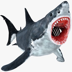 great white shark animation 3D model