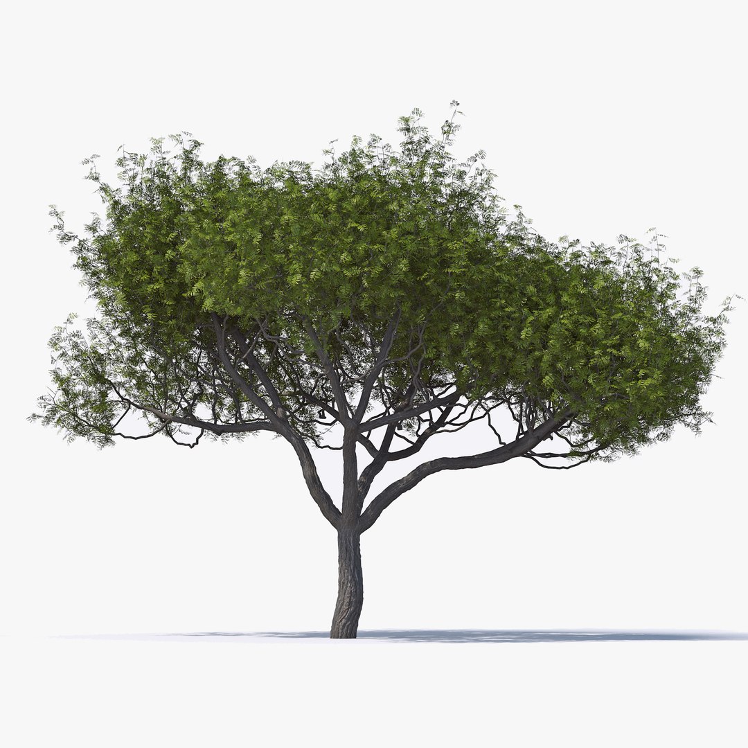 3D Acacia Pack Tree Bark - TurboSquid 1348392