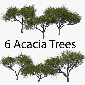 3D acacia pack tree bark