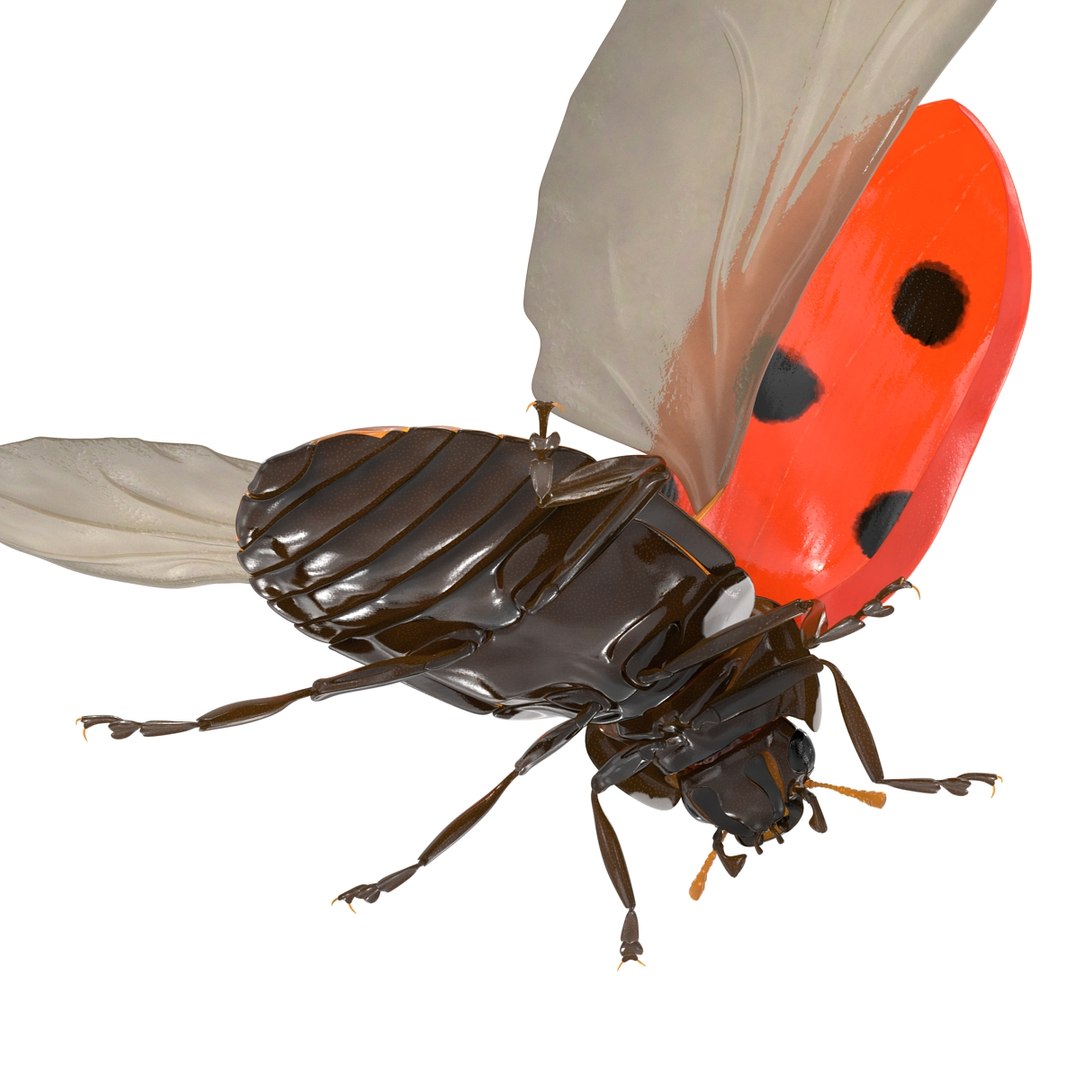 flying ladybug 3d model https://p.turbosquid.com/ts-thumb/2y/D0E9Rp/45V8WFDs/flyingladybug3dmodel13/jpg/1462993063/1920x1080/fit_q87/2823689386feeb9d66e1a06e1d72f9f3cd97ba87/flyingladybug3dmodel13.jpg