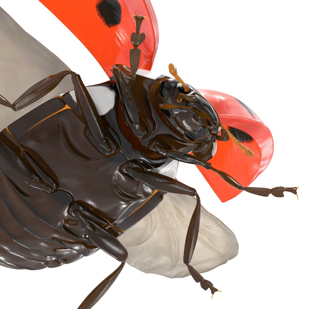 flying ladybug 3d model https://p.turbosquid.com/ts-thumb/2y/D0E9Rp/5wLHlL57/flyingladybug3dmodel20/jpg/1462993064/1920x1080/fit_q87/c1cb701a8151217d4cef4e15cd2aaedefe6fd5b1/flyingladybug3dmodel20.jpg