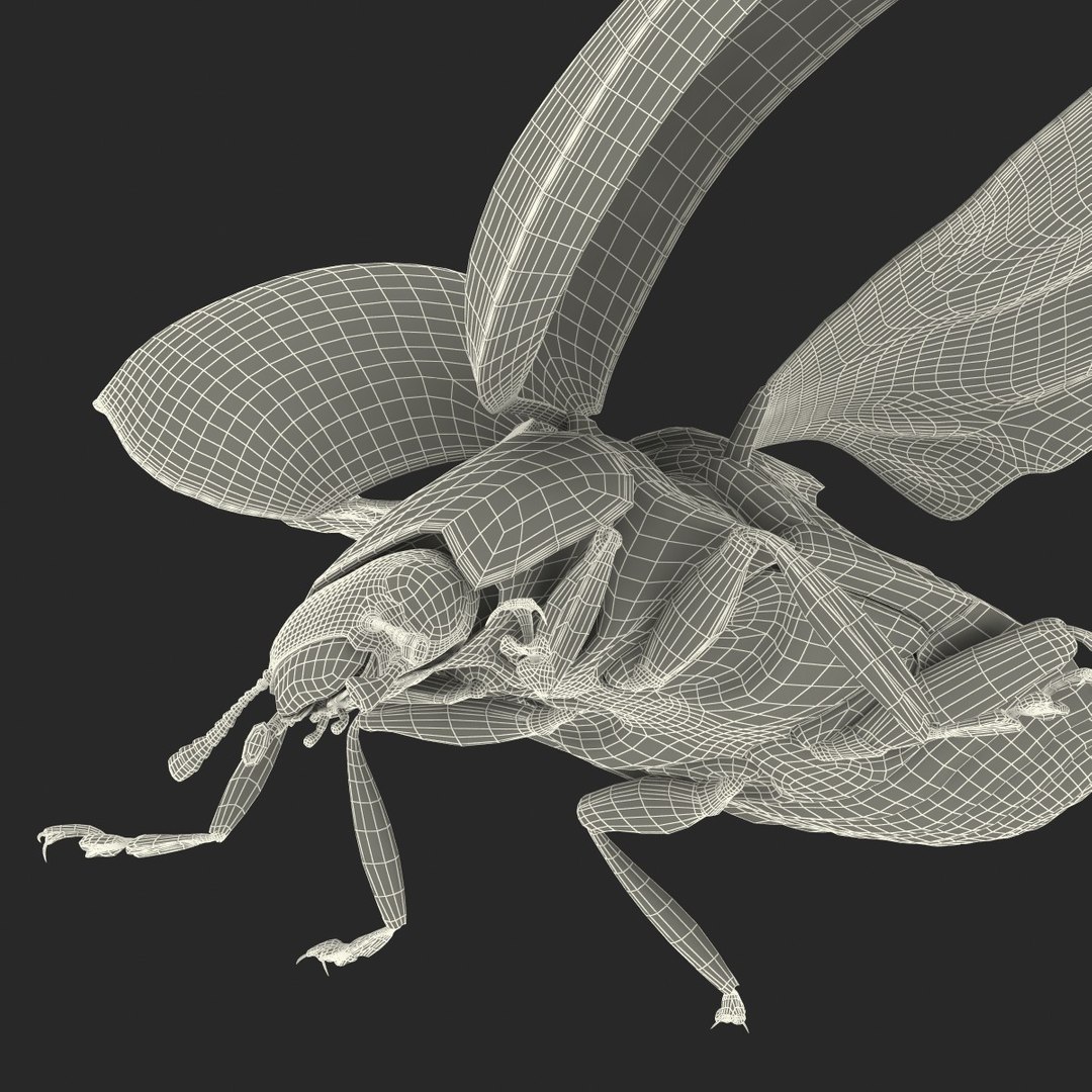 flying ladybug 3d model https://p.turbosquid.com/ts-thumb/2y/D0E9Rp/75sYJynd/flyingladybug3dmodel45/jpg/1462993065/1920x1080/fit_q87/d60279af19789815e5a3f25daa77341974ed5c84/flyingladybug3dmodel45.jpg