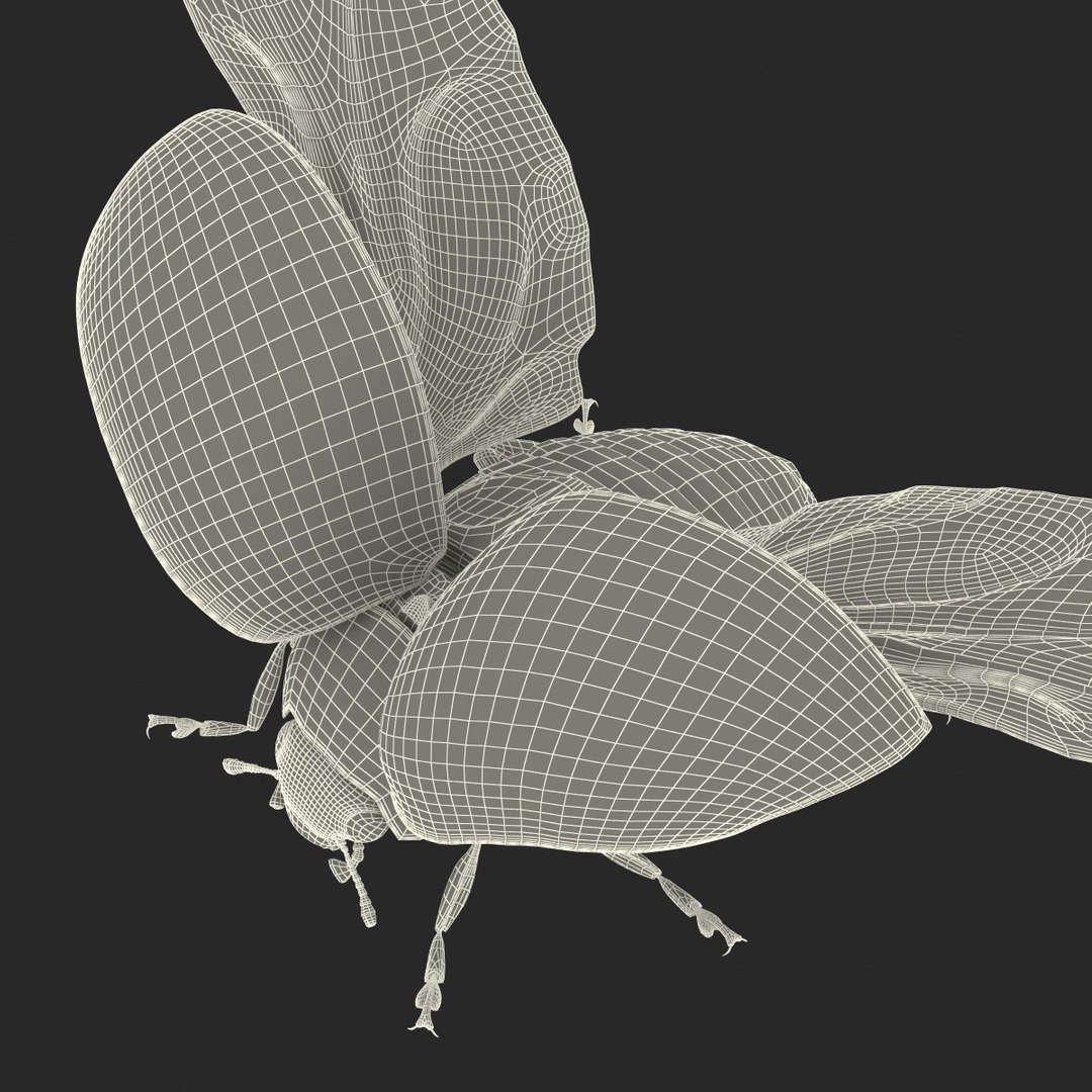 flying ladybug 3d model https://p.turbosquid.com/ts-thumb/2y/D0E9Rp/ApEPTXWC/flyingladybug3dmodel43/jpg/1462993065/1920x1080/fit_q87/45e59f612ce64fe3731b10232e89a5b0f7e0f99b/flyingladybug3dmodel43.jpg