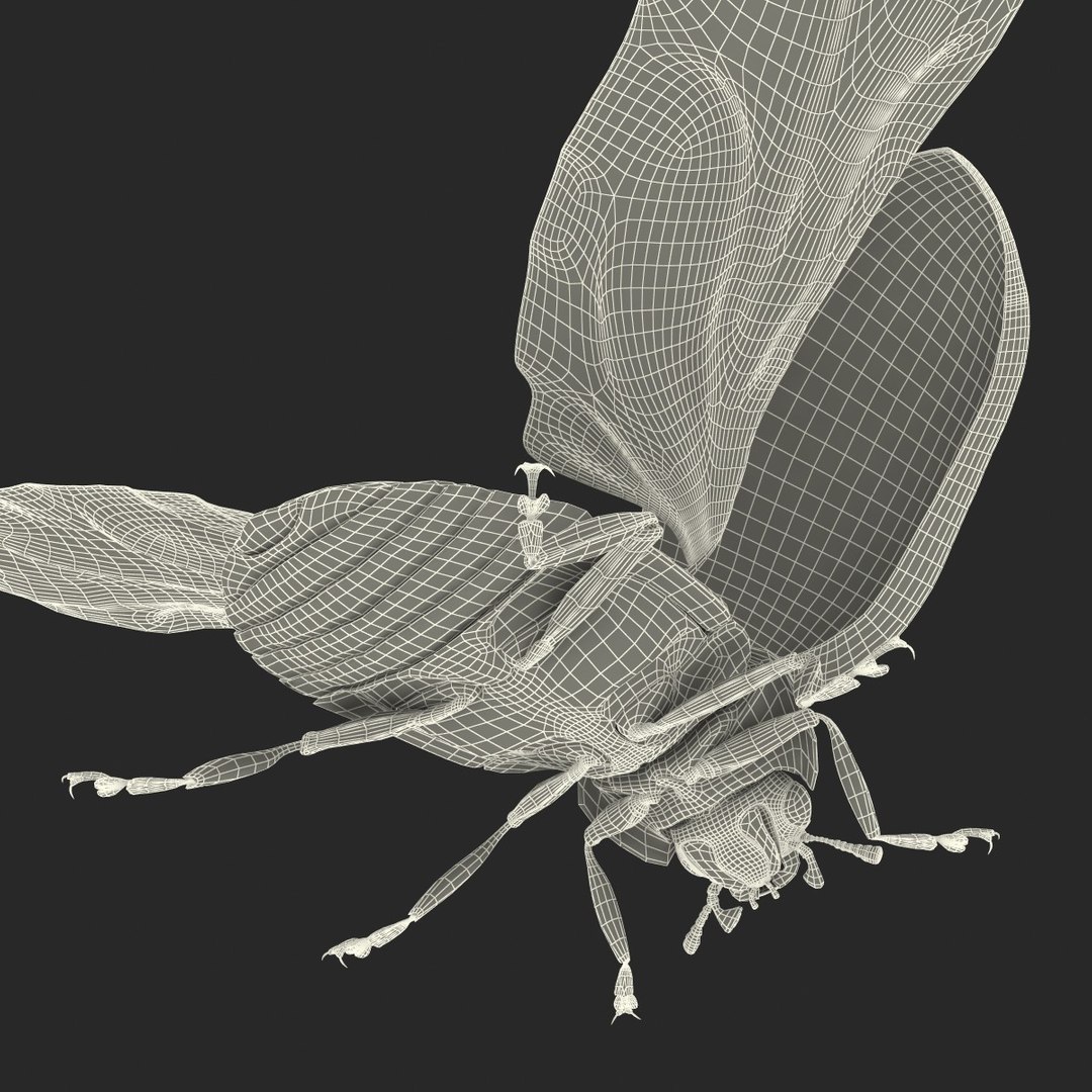 flying ladybug 3d model https://p.turbosquid.com/ts-thumb/2y/D0E9Rp/DsJqpiyk/flyingladybug3dmodel39/jpg/1462993065/1920x1080/fit_q87/6d788653fa784d7a7af7c29a28f906128f056f23/flyingladybug3dmodel39.jpg