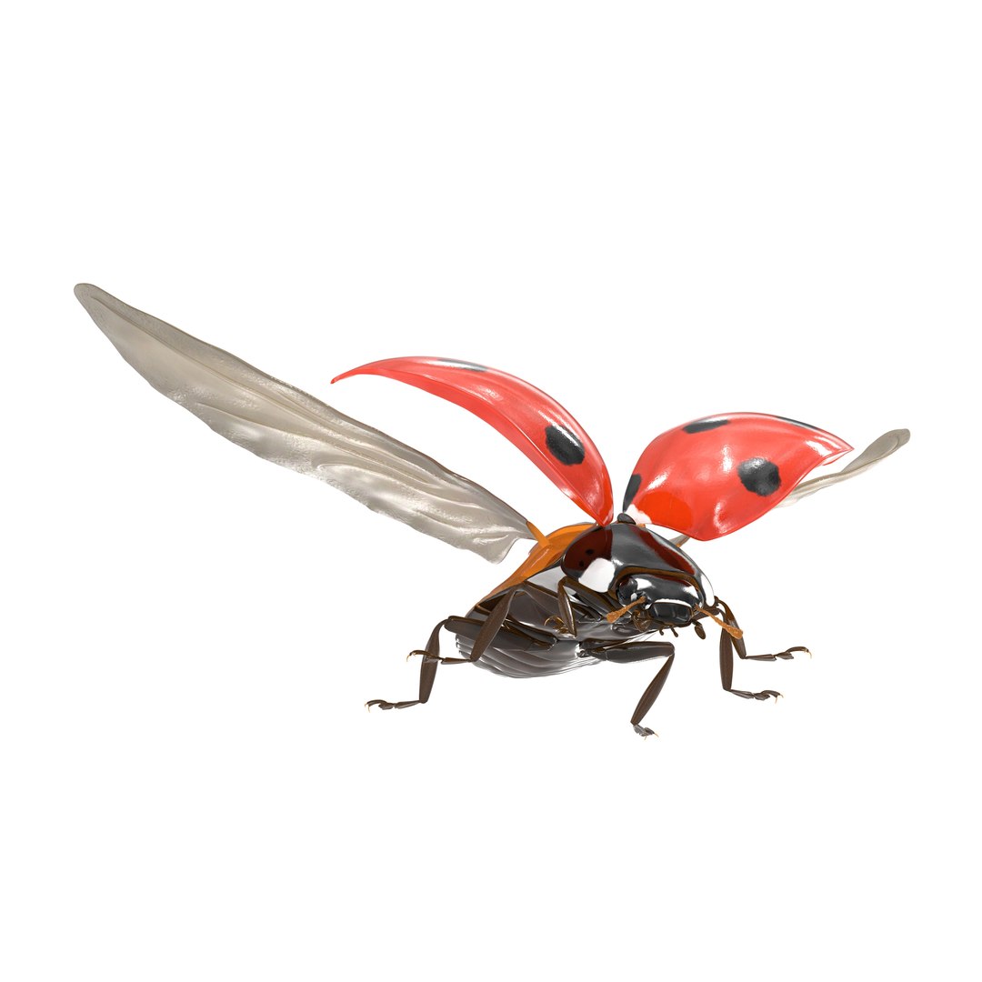 flying ladybug 3d model https://p.turbosquid.com/ts-thumb/2y/D0E9Rp/Jciz4A9W/flyingladybug3dmodel02/jpg/1462993062/1920x1080/fit_q87/3b41df035811580426861603edbd2ef42ac4ae73/flyingladybug3dmodel02.jpg