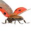 flying ladybug 3d model