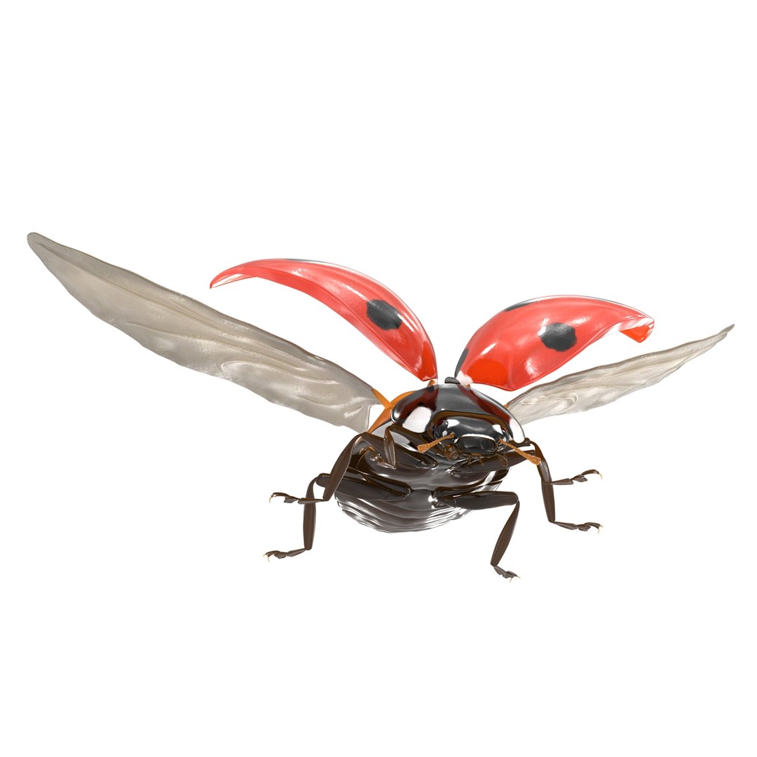 flying ladybug 3d model https://p.turbosquid.com/ts-thumb/2y/D0E9Rp/QBbq1fyO/flyingladybug3dmodel09/jpg/1462993063/1920x1080/fit_q87/1aa37867c08d92337c5c4b2189410d6c6c600f67/flyingladybug3dmodel09.jpg
