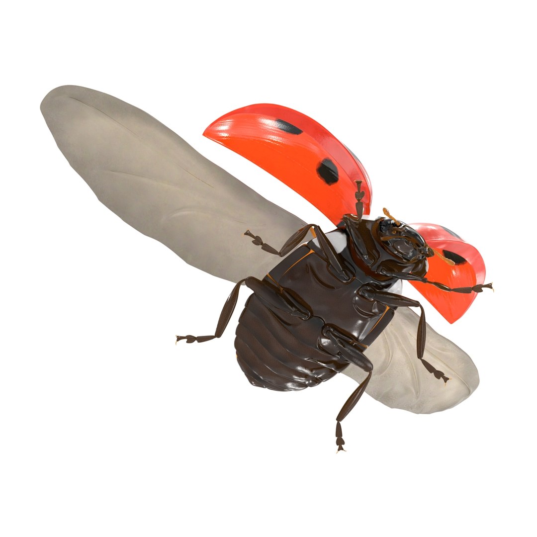 flying ladybug 3d model https://p.turbosquid.com/ts-thumb/2y/D0E9Rp/TComObsz/flyingladybug3dmodel11/jpg/1462993063/1920x1080/fit_q87/426fff1778cc546ae1d11ed06346b7246df39cd6/flyingladybug3dmodel11.jpg