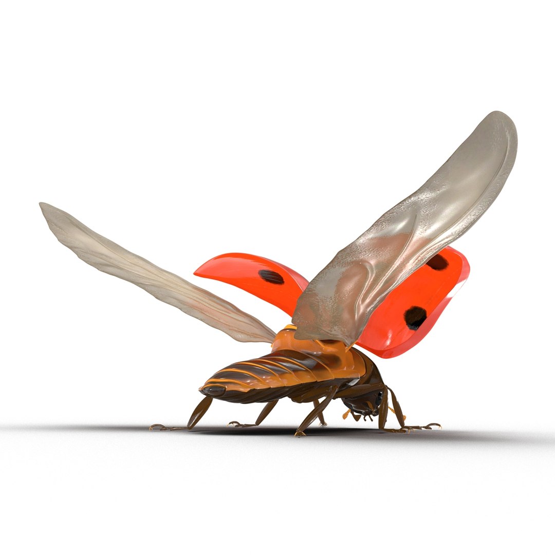 flying ladybug 3d model https://p.turbosquid.com/ts-thumb/2y/D0E9Rp/TtmZPVen/flyingladybug3dmodel06/jpg/1462993062/1920x1080/fit_q87/ba56e173165f9eb2bf3101007b059e237c7b8da0/flyingladybug3dmodel06.jpg