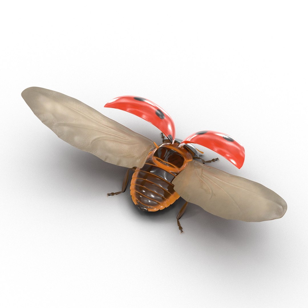 flying ladybug 3d model https://p.turbosquid.com/ts-thumb/2y/D0E9Rp/dN6c8l2E/flyingladybug3dmodel07/jpg/1462993063/1920x1080/fit_q87/7bec81b865e9a28801d75609072ff4248c8783da/flyingladybug3dmodel07.jpg