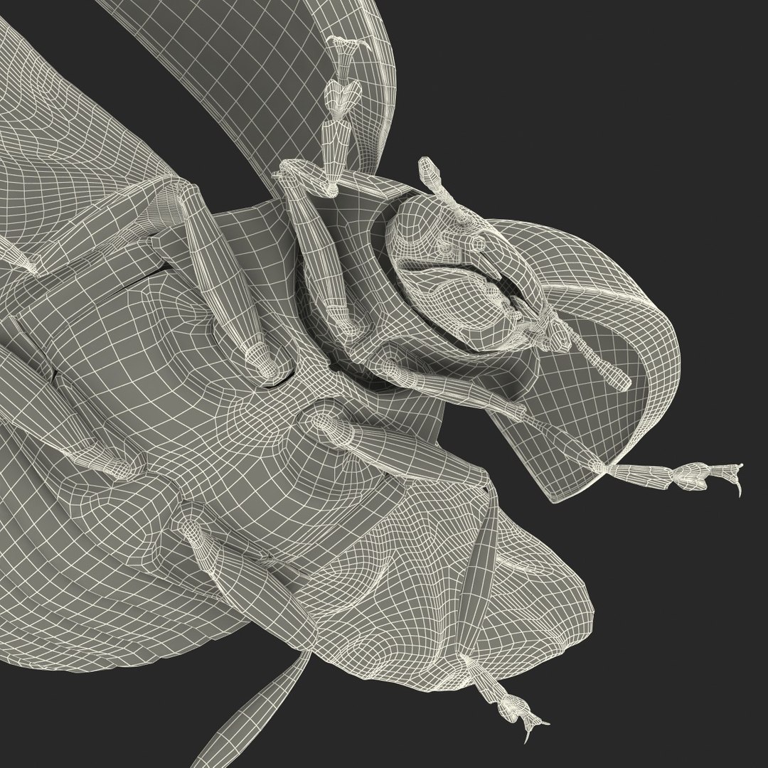 flying ladybug 3d model https://p.turbosquid.com/ts-thumb/2y/D0E9Rp/dWYi9a9Z/flyingladybug3dmodel46/jpg/1462993065/1920x1080/fit_q87/24d96dbafcb030933c3bd15ea8bd78023b564e90/flyingladybug3dmodel46.jpg