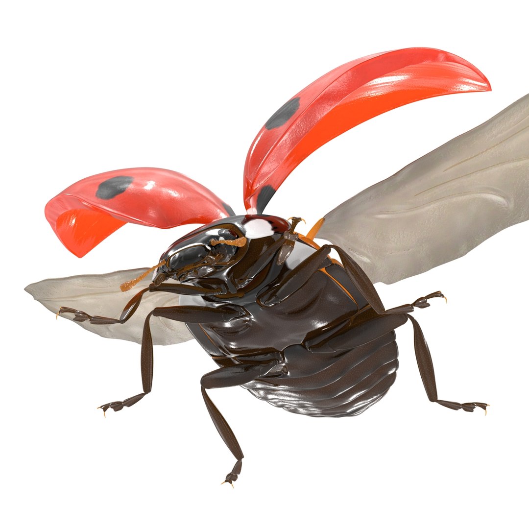 flying ladybug 3d model https://p.turbosquid.com/ts-thumb/2y/D0E9Rp/iRsrdx6K/flyingladybug3dmodel12/jpg/1462993063/1920x1080/fit_q87/12d8c4679683ff08e5bc9e923f5dc4c45360ad39/flyingladybug3dmodel12.jpg