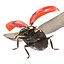 flying ladybug 3d model