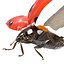 flying ladybug 3d model