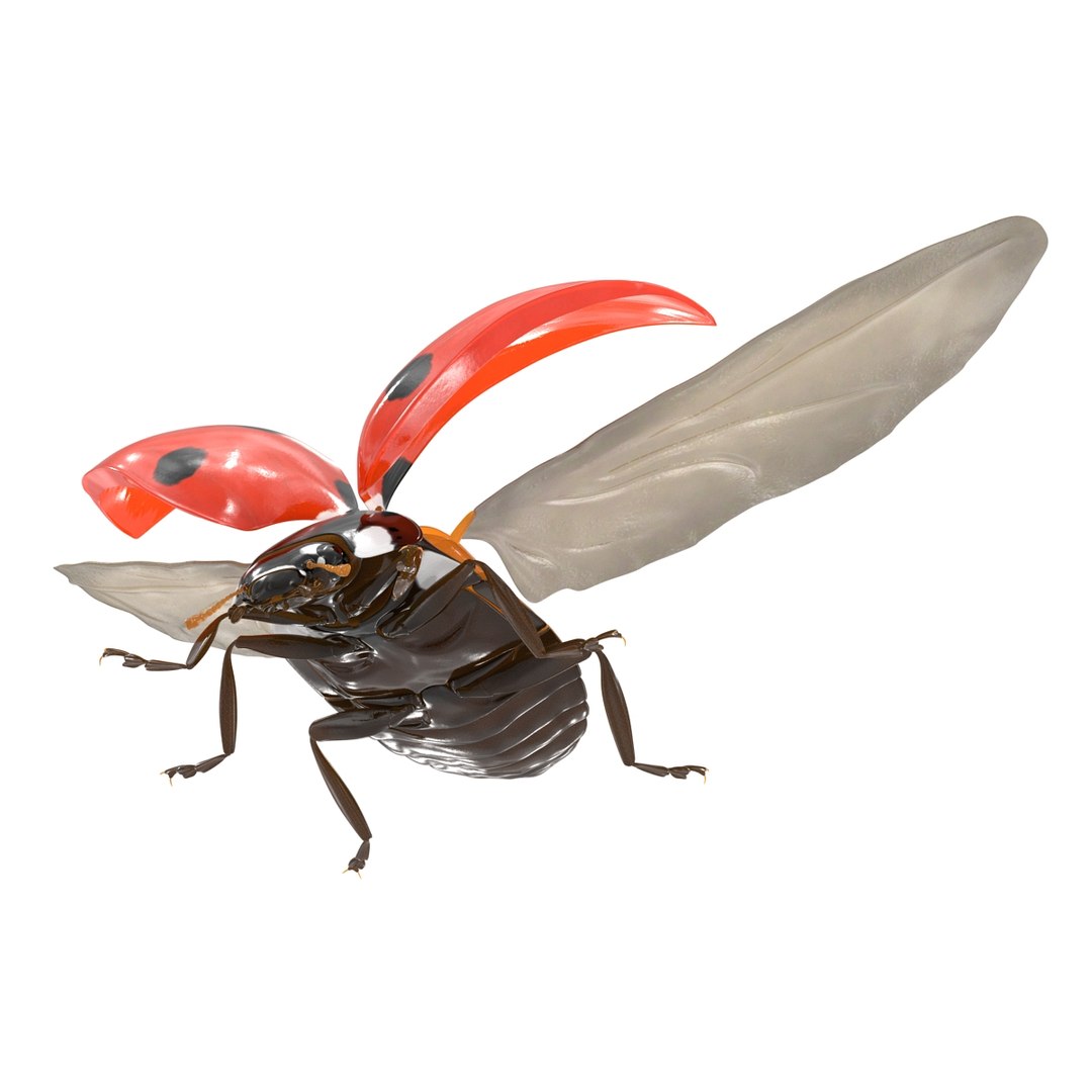flying ladybug 3d model https://p.turbosquid.com/ts-thumb/2y/D0E9Rp/swjzIdAn/flyingladybug3dmodel10/jpg/1462993063/1920x1080/fit_q87/c7a0632a386892892009123509d82197bc2f820f/flyingladybug3dmodel10.jpg