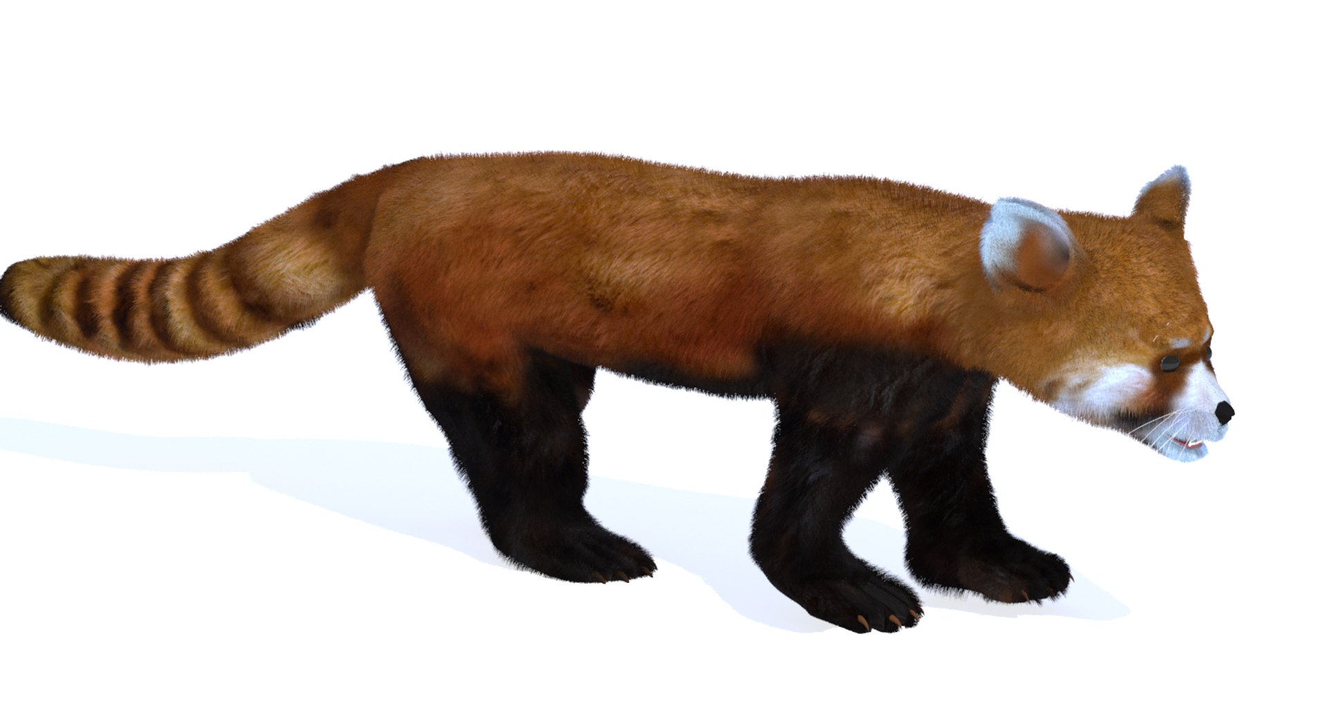 3d Rare Animals Red Panda