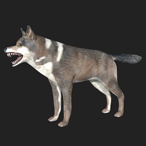 Wolf