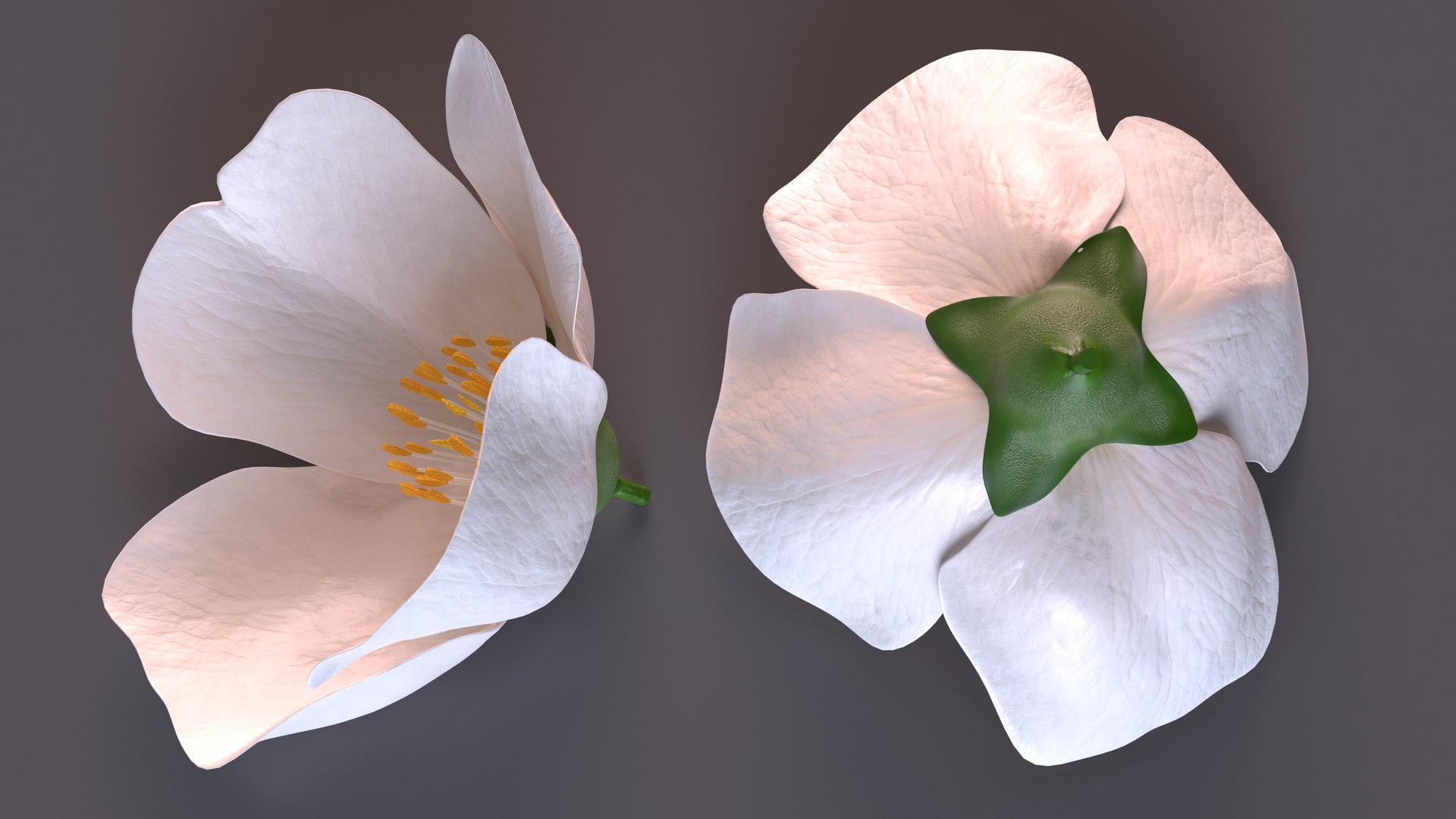 3D Jasmine Flower https://p.turbosquid.com/ts-thumb/2y/PZXzhY/6z/jasmineflowermb3dmodel010/jpg/1704406518/1920x1080/fit_q87/d9a5ab3be40e675c6df71adce0be6e6a793adb6c/jasmineflowermb3dmodel010.jpg